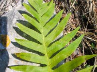 Polypodium cambricum 2, Saxifraga-Jasenka Topic