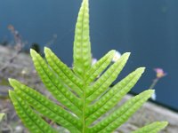 Polypodium cambricum 23, Saxifraga-Rutger Barendse