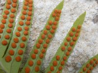 Polypodium cambricum 29, Saxifraga-Peter Meininger