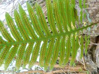 Polypodium cambricum 30, Saxifraga-Rutger Barendse