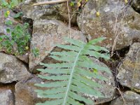 Polypodium cambricum 31, Saxifraga-Rutger Barendse