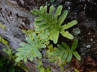Polypodium cambricum 32, Gedrongen eikvaren, Saxifraga-Ed Stikvoort