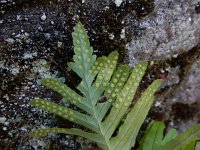 Polypodium cambricum 35, Gedrongen eikvaren, Saxifraga-Ed Stikvoort