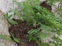 Polypodium cambricum 5, Saxifraga-Rutger Barendse