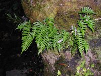 Polypodium vulgare 2, Gewone eikvaren, Saxifraga-Jasenka Topic