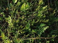 Polypodium vulgare 21, Gewone eikvaren, Saxifraga-Hans Boll