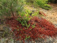 Polypodium vulgare 31, Gewone eikvaren, Saxifraga-Hans Boll