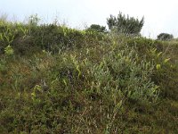 Polypodium vulgare 32, Gewone eikvaren, Saxifraga-Hans Boll