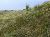 Polypodium vulgare 35, Gewone eikvaren, Saxifraga-Hans Boll