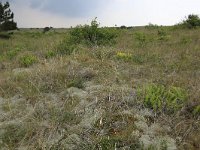 Polypodium vulgare 36, Gewone eikvaren, Saxifraga-Hans Boll