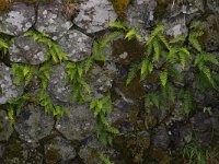 Polypodium vulgare 7, Gewone eikvaren, Saxifraga-Kees Marijnissen