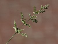 Polypogon viridis 1, Kransgras, Saxifraga- PeterMeininger
