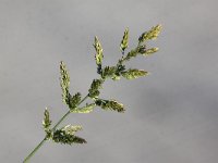 Polypogon viridis 2, Kransgras, Saxifraga-Peter Meininger