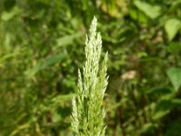 Polypogon viridis 4, Kransgras, Saxifraga-Rutger Barendse
