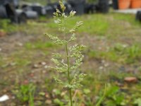 Polypogon viridis 6, Kransgras, Saxifraga-Rutger Barendse