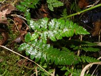 Polystichum aculeatum 10, Stijve naaldvaren, Saxifraga-Rutger Barendse