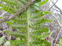 Polystichum aculeatum 16, Stijve naaldvaren, Saxifraga-Rutger Barends