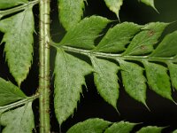 Polystichum aculeatum 2, Stijve naaldvaren, Saxifraga-Rutger Barendse