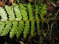 Polystichum aculeatum 8, Stijve naaldvaren, Saxifraga-Rutger Barendse