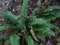 Polystichum munitum 11, Zwaardvaren, Saxifraga-Ed Stikvoort