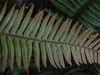 Polystichum munitum 3, Zwaardvaren, Saxifraga-Ed Stikvoort