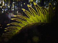 Polystichum munitum 4, Zwaardvaren, Saxifraga-Ed Stikvoort