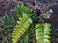 Polystichum polyblepharum 4, Glansschildvaren, Saxifraga-Ed Stikvoort