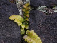 Polystichum polyblepharum 5, Glansschildvaren, Saxifraga-Ed Stikvoort