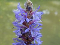 Pontederia cordata 5, Moerashyacint, Saxifraga-Ed Stikvoort
