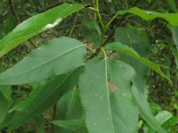Populus balsamifera 1, Saxifraga-Rutger Barendse