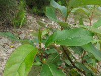 Populus deltoides 1, Amerikaanse populier, Saxifraga-Rutger Barendse