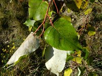 Populus deltoides 5, Amerikaanse populier, Saxifraga-Rutger Barendse