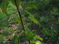 Populus deltoides 7, Amerikaanse populier, Saxifraga-Rutger Barendse