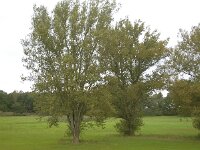 Populus nigra 18, Zwarte populier, Saxifraga-Hans Grotenhuis