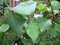 Populus nigra 6, Zwarte populier, Saxifraga-Rutger Barendse