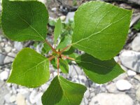 Populus nigra 7, Zwarte populier, Saxifraga-Rutger Barendse