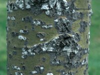 Populus tremula 4, Ratelpopulier, bark, Saxifraga-Jan van der Straaten