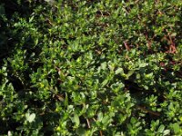 Portulaca oleracea 10, Postelein, Saxifraga-Rutger Barendse