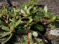 Portulaca oleracea 12, Postelein, Saxifraga-Ed Stikvoort