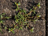 Portulaca oleracea 13, Postelein, Saxifraga-Ed Stikvoort