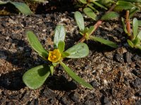 Portulaca oleracea 14, Postelein, Saxifraga-Ed Stikvoort