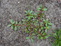 Portulaca oleracea 15, Postelein, Saxifraga-Ed Stikvoort