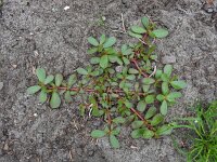Portulaca oleracea 15, Postelein, Saxifraga-Ed Stikvoort