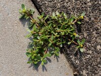 Portulaca oleracea 16, Postelein, Saxifraga-Ed Stikvoort