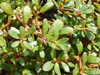 Portulaca oleracea 17, Postelein, Saxifraga-Hans Grotenhuis
