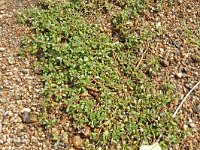 Portulaca oleracea 18, Postelein, Saxifraga-Hans Grotenhuis