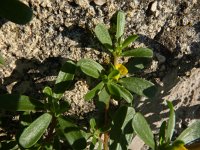 Portulaca oleracea 3, Postelein, Saxifraga-Jasenka Topic