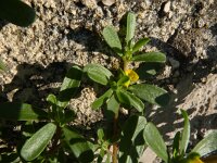 Portulaca oleracea 3, Postelein, Saxifraga-Jasenka Topic