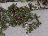 Portulaca oleracea 4, Postelein, Saxifraga-Peter Meininger