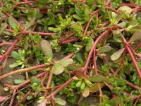 Portulaca oleracea 9, Postelein, Saxifraga-Ed Stikvoort